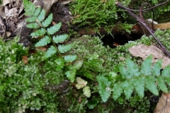 K§szikla-szurdok-015