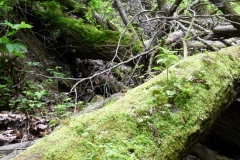 K§szikla-szurdok-037 K§szikla-szurdok-037